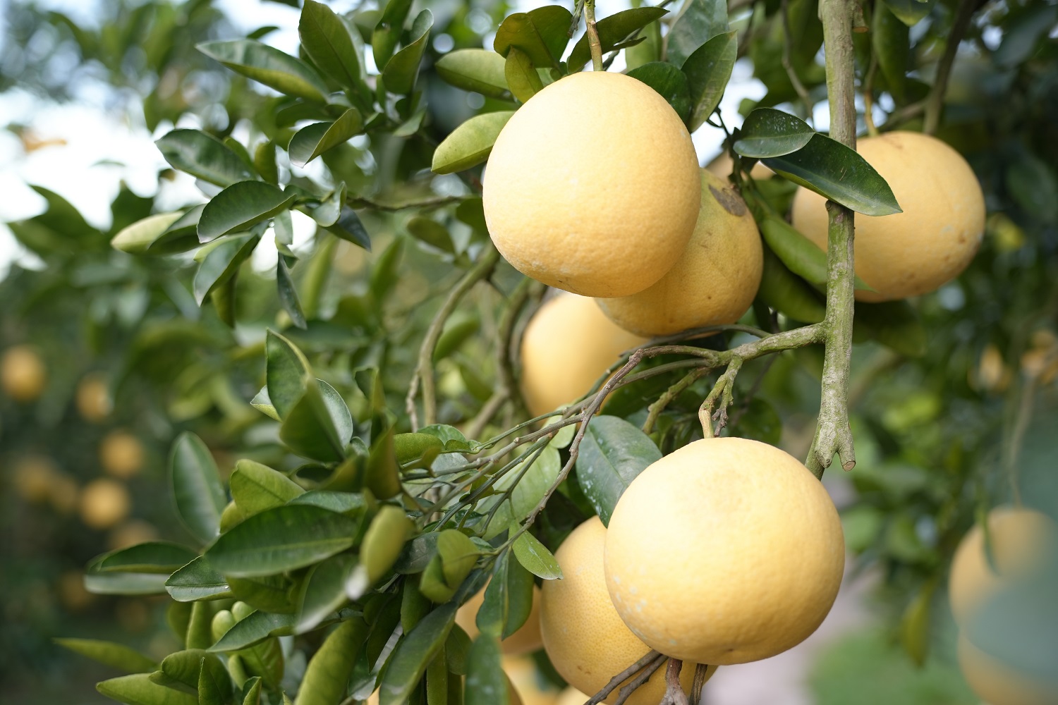 Bắc Ninh: Thành lập Tổ khuyến nông cộng đồng xã Bảo Đài